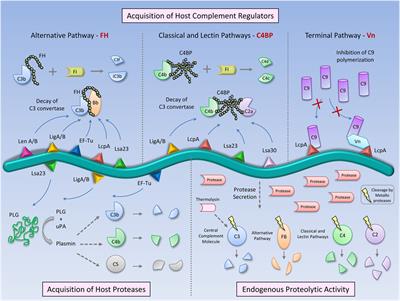 Complement Evasion by Pathogenic Leptospira